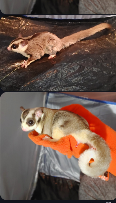 INCLUSIVE (490 for everything) proven gorgeous pair 1yr oldReady, View more