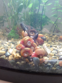 5 FREE Ramshorn snails