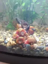 6 FREE Ramshorn snails