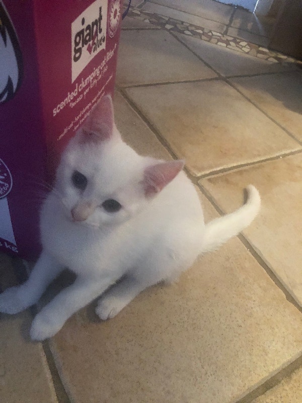 2 kittens Cats & Kittens for Rehoming Ottawa Kijiji