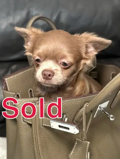 Rare lilac long-haired Chihuahua Boy -European registered, View more