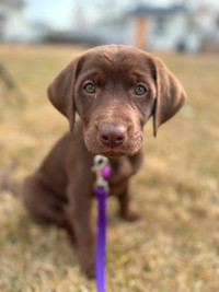 Female Chocolate Lab For Sale