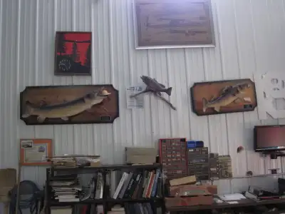 Taxidermy real skin FISH professionly mounted., View more