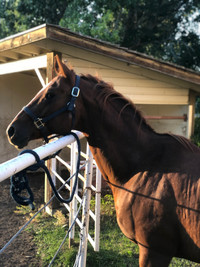 Price Negotiable Quarter Horse dating back to doc bar 