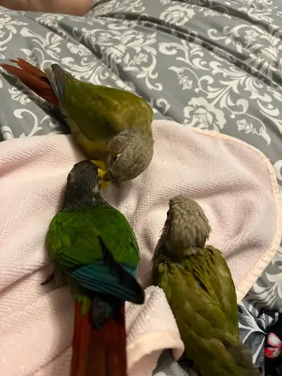 conure babies, View more
