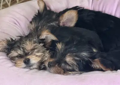 Adorable Yorkie/Morkie Puppies Looking for Their Forever Homes!, View more