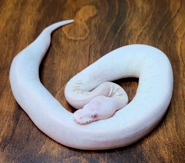Ball Python ON HOLD | Reptiles & Amphibians for Rehoming | Guelph ...