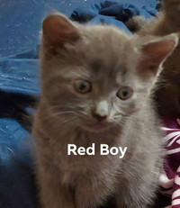 RUSSIAN BLUES(HYPOALLERGENIC)