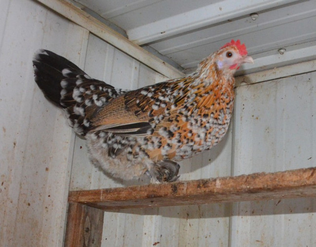RACE BENDY dans Animaux de ferme  à Victoriaville