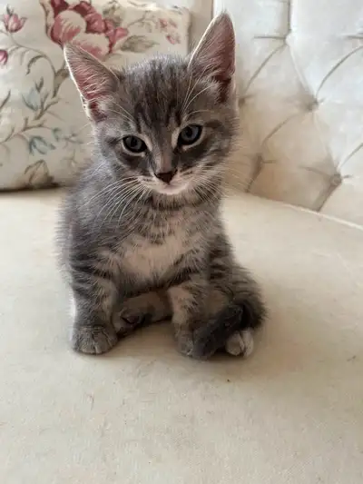 FOUFOU un magnifique chaton tigré, View more