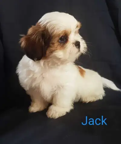 Shih Tzu Puppies, View more