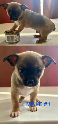 À adopter – Chiots Chihuahua / For adoption – Chihuahua puppies