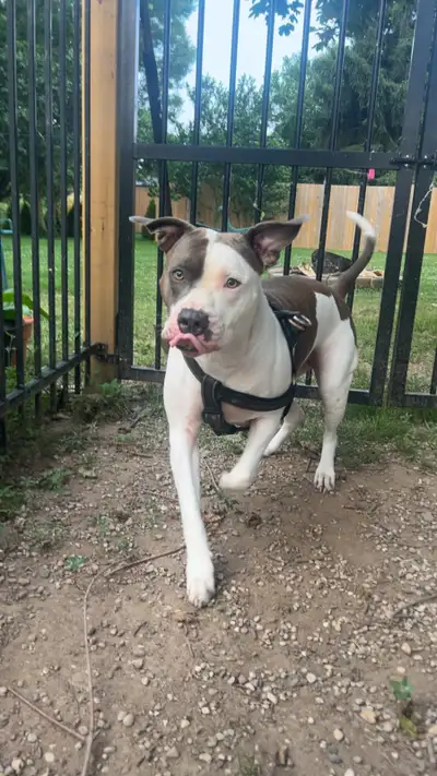 dog for rehome, View more