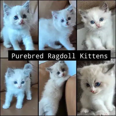 Welcome to SumPaws Cattery – a TICA-registered home-based cattery. ✨ 6 Gorgeous Purebred Ragdoll Kit...