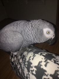 Africain grey parrot