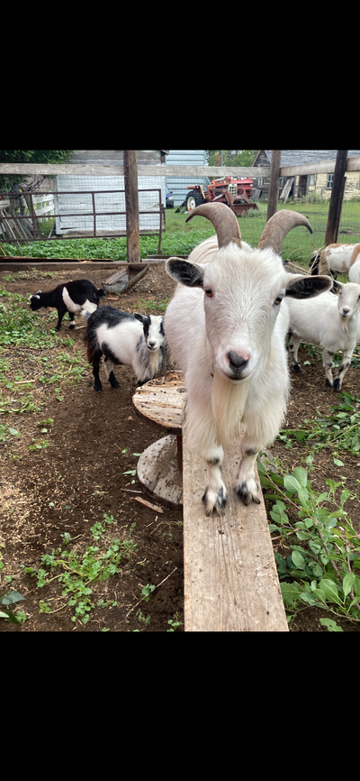 Pygmy Nigerian wethers goats, View more