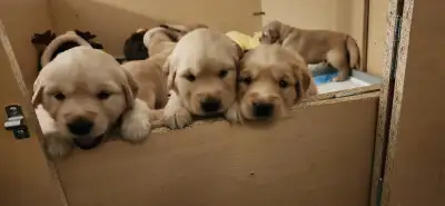 Golden retriever puppies, View more