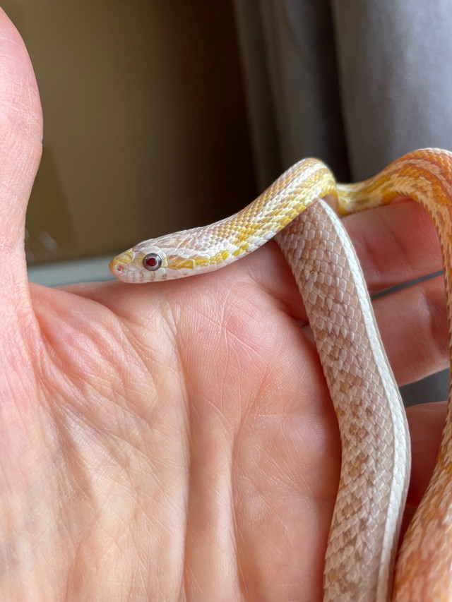 Gorgeous beautiful butter anery tessera  corn snake baby  in Reptiles & Amphibians for Rehoming in Ottawa