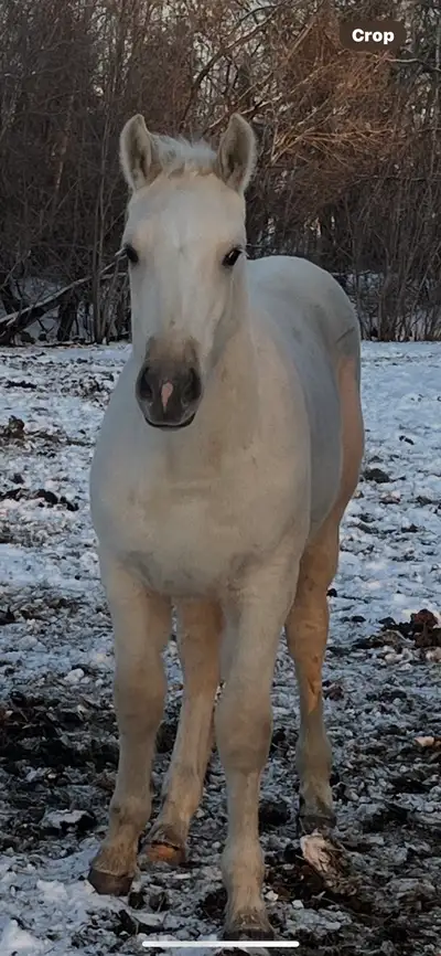 Belgian cross paint colt for sale. Very stocky boy. Born May 2025. Dam is in pictures. She is a very...