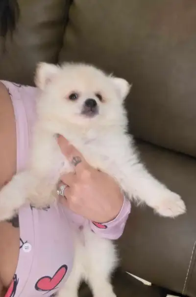 Pomeranian puppies, View more