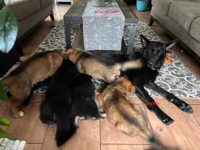 German Shepherd Puppies, View more