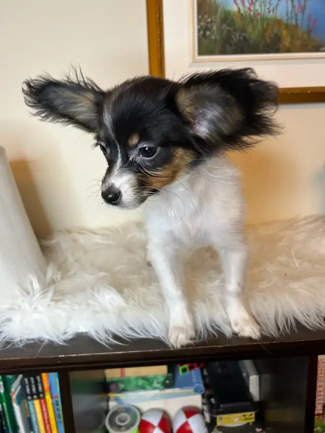 Femelle Chihuahua poil long papillon 4lbs in Dogs & Puppies for Rehoming in Laval / North Shore - Image 5