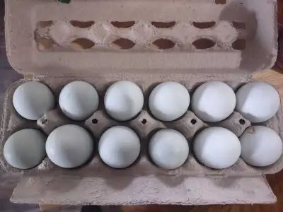 Ameracauna x Easter Egger Hatching Eggs, View more