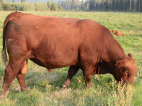 PUREBRED REGISTERED PUNCHAW RED ANGUS YEARLING BULLS