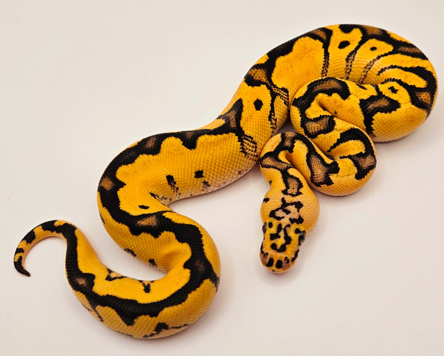 Ball python hatchling in Reptiles & Amphibians for Rehoming in Calgary