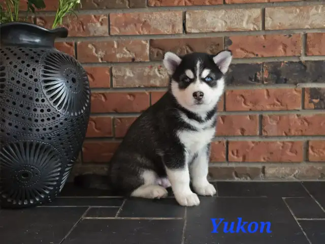Adorable  Pomsky Puppies Ready in July (Only 3 left) in Dogs & Puppies for Rehoming in Edmonton - Image 4