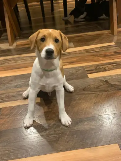 Jack Russell Parson, View more