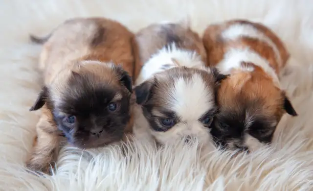 Shih tzu puppies coming HOUSE TRAINED; purebred; CKC reg'd in Dogs & Puppies for Rehoming in City of Toronto - Image 10