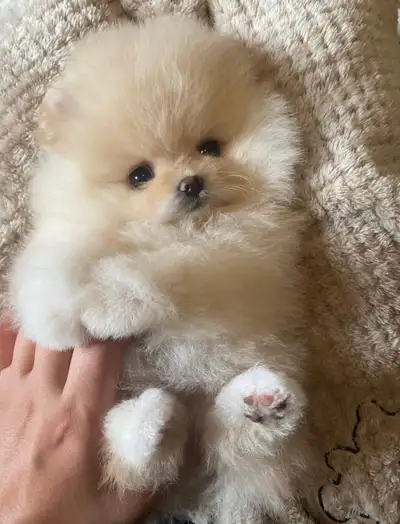 Male Pomeranian Puppy , View more