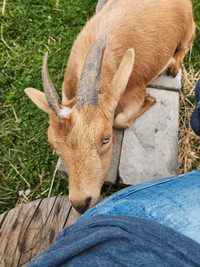 3 Nigerian Dwarf goats