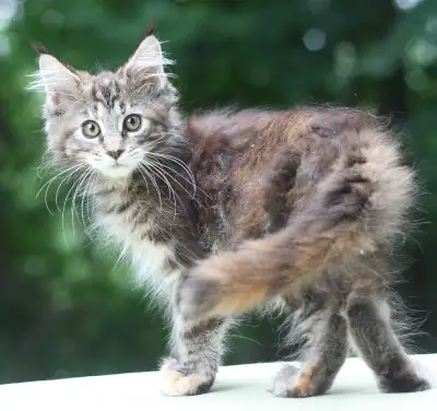 Maine Coon enregistrée, View more