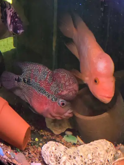 Flowerhorn cichlids 8 left, View more