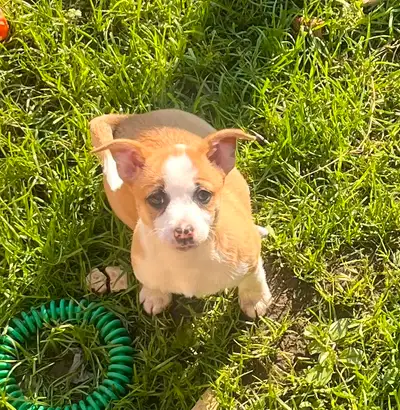 Corgi Cross with Chihuahua, View more