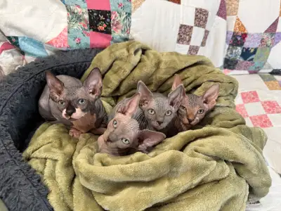 Brown Tabby Sphynx, View more