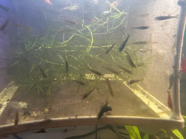 Neo caradina shrimp random colours in Fish for Rehoming in Brantford - Image 6