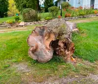 Maple Tree Trunk for Live Edge
