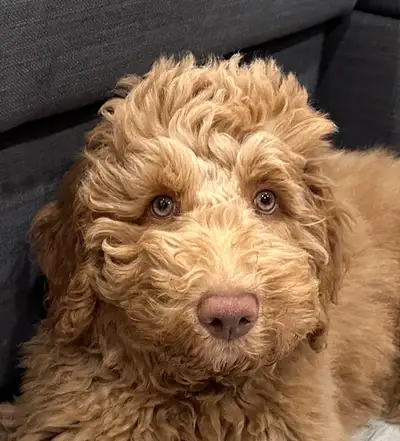 Double Doodle - 11 months old, View more