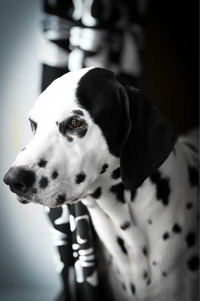 Dalmatian puppies 2025 summer in Dogs & Puppies for Rehoming in City of Toronto - Image 10