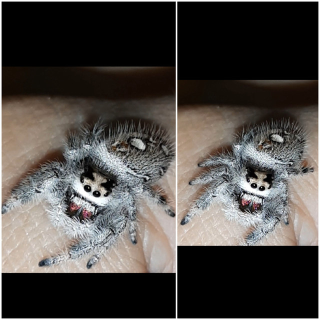 Phidippus regius jumping spiders for adoption! in Reptiles & Amphibians for Rehoming in Ottawa - Image 2
