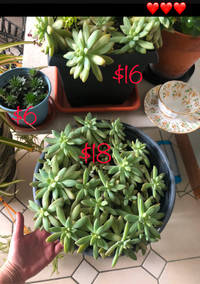 Succulents! Large planters! Buy local!