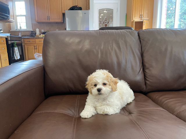 ❤️ Shih-Tzu x Bichon Frise ❤️ Shichon!! READY NOW! in Dogs & Puppies for Rehoming in Hamilton - Image 3