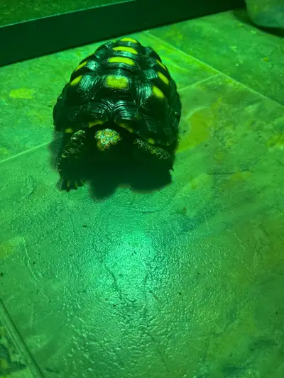 Baby Cherryhead tortoise , View more