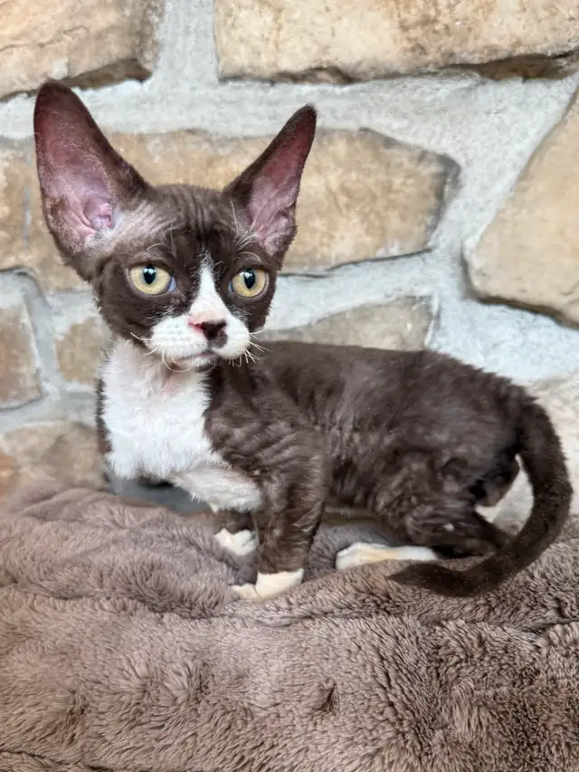 Devon rex & Maine Coon pure race enregistré TICA in Cats & Kittens for Rehoming in Québec City - Image 3