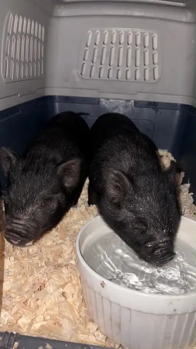 kunekune/potbelly piglets, View more