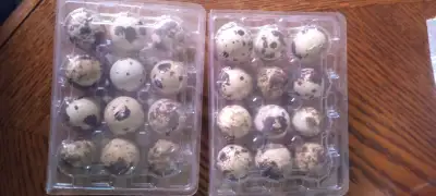 Fresh Daily Coturnix Quail Egg Mixed fertilized and not $3.00 a dozen Located in Oakland 2 jumbo egg...