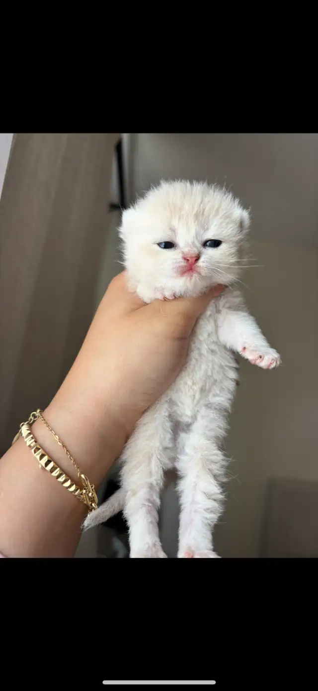 Scottish fold in Cats & Kittens for Rehoming in City of Montréal - Image 8
